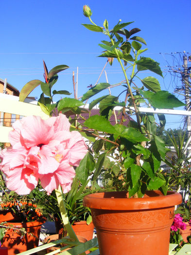 HIBISCUS PINK CLASSIC DUBLU