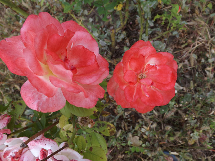 DSCF5731 - septembrie partea I 2013