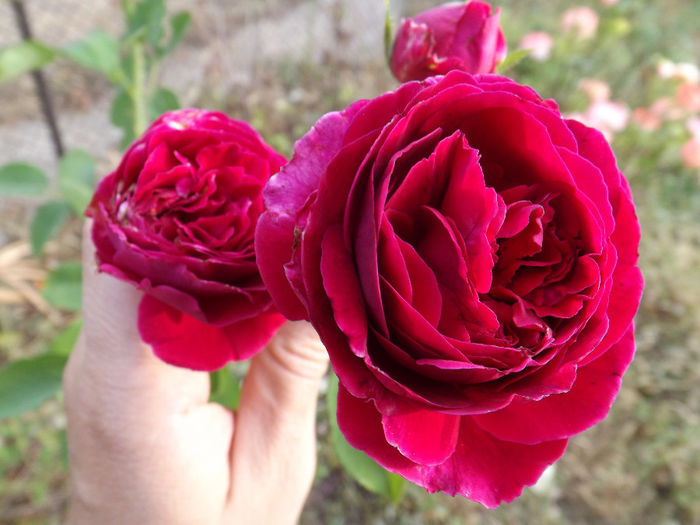 DSCF5735 - septembrie partea I 2013