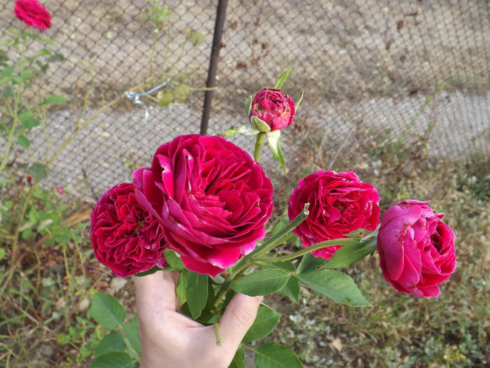 DSCF5736 - septembrie partea I 2013