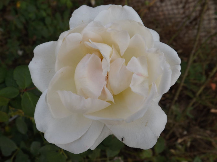 DSCF5739 - septembrie partea I 2013