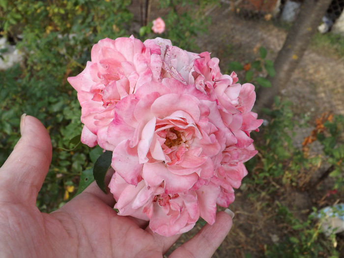 DSCF5742 - septembrie partea I 2013