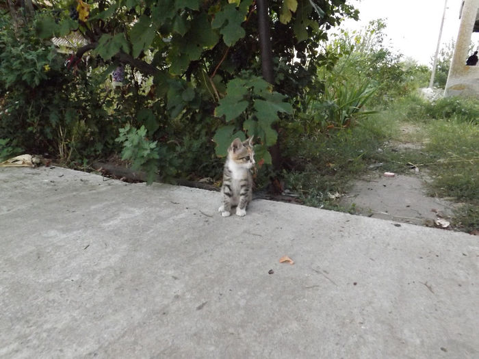 DSCF5833 - septembrie partea II 2013