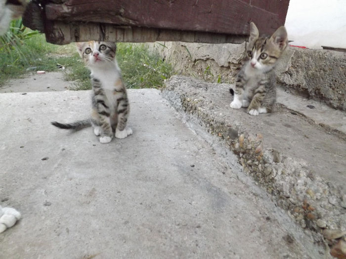 DSCF5836 - septembrie partea II 2013