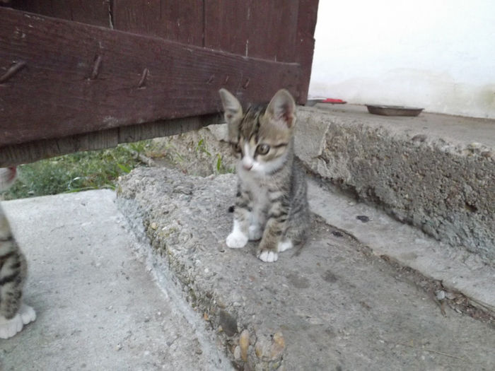 DSCF5837 - septembrie partea II 2013