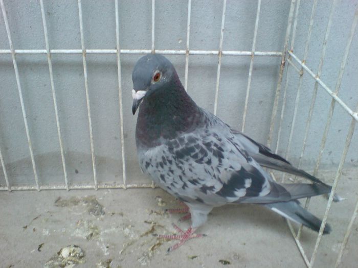 PL 12 vandut