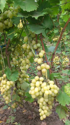 italia - VITA DE VIE 2013