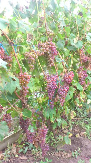 mecita - VITA DE VIE 2013