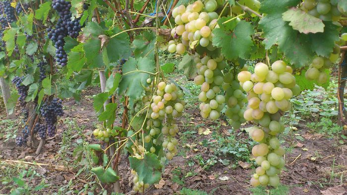 afuz ali si muscat ada - VITA DE VIE 2013