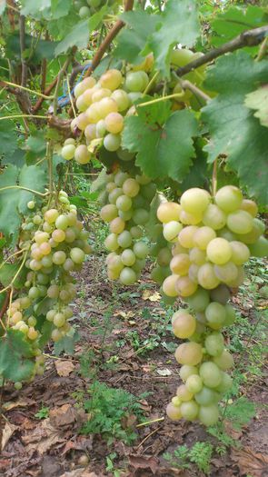 afuz ali - VITA DE VIE 2013