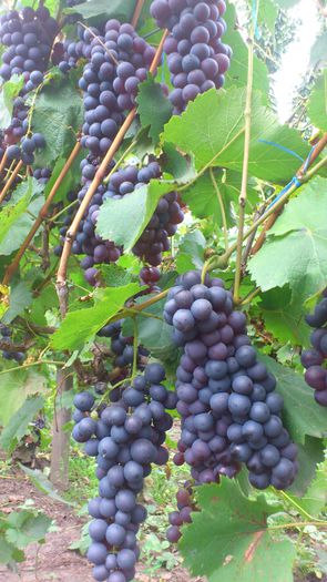 muscat ada - VITA DE VIE 2013