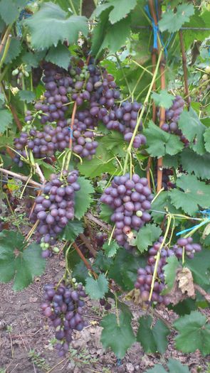 rizomat - VITA DE VIE 2013