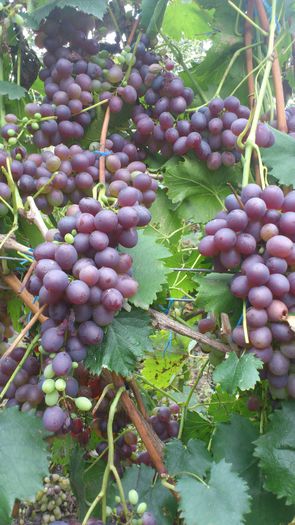 rizomat - VITA DE VIE 2013