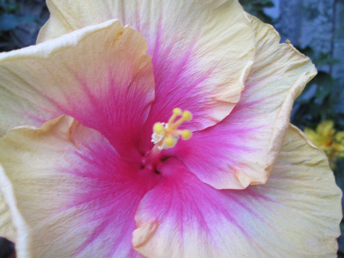 hibiscus - septembrie 2013