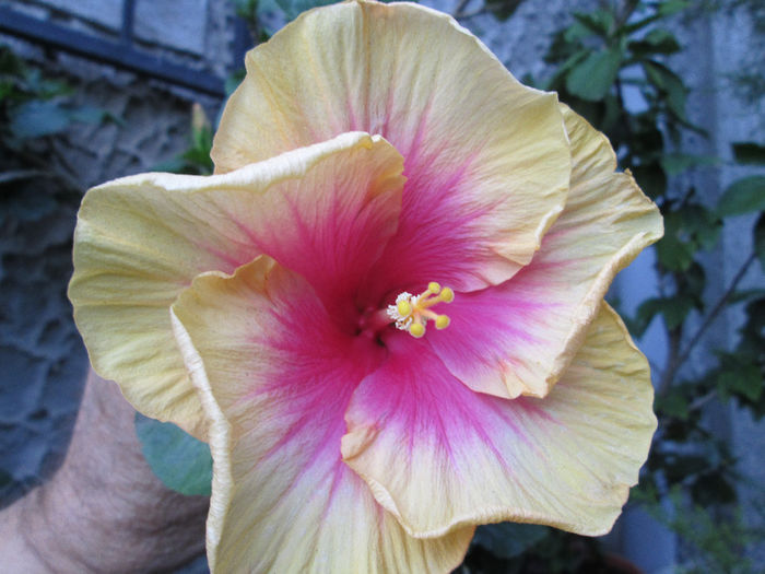 hibiscus 2 - septembrie 2013