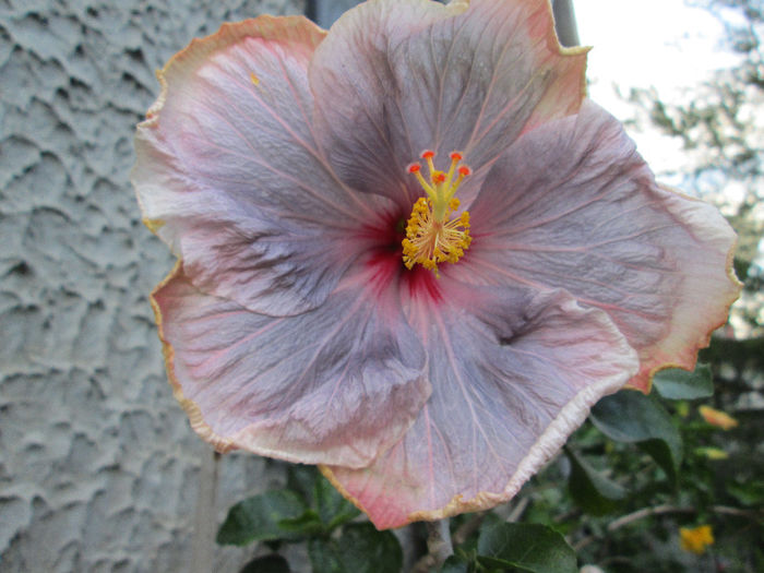 hibiscus - septembrie 2013