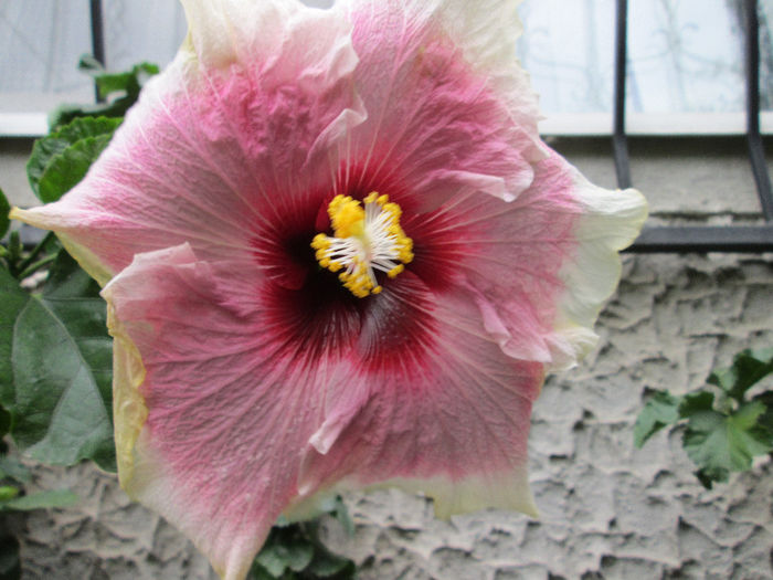 hibiscus - septembrie 2013