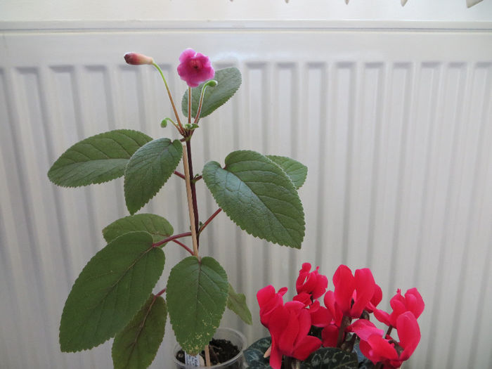 diferenta de nuanta - mini sinningii