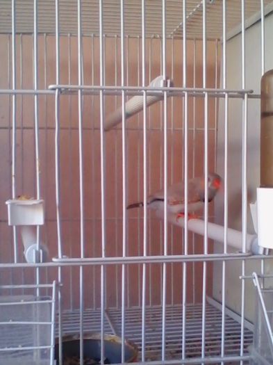 Copy of IMG_20130915_160340 - zebrute