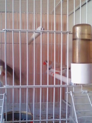 Copy of IMG_20130915_160344 - zebrute