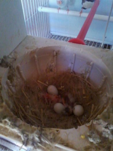 Copy of IMG_20130915_160420 - zebrute