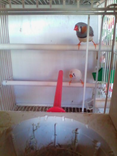 Copy of IMG_20130915_160438 - zebrute