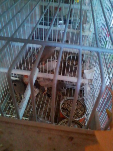 Copy of IMG_20130915_160501 - zebrute