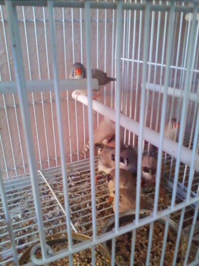 Copy of IMG_20130915_160511 - zebrute