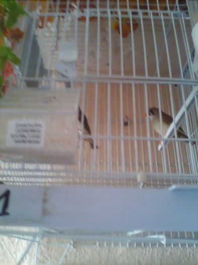 Copy of IMG_20130915_160830 - zebrute