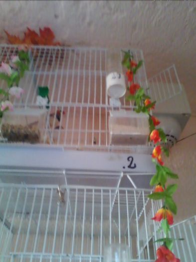 Copy of IMG_20130915_160835 - zebrute