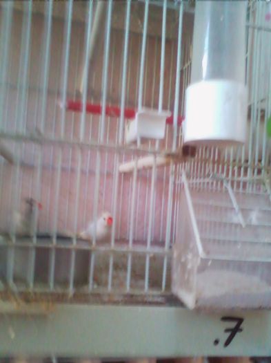 Copy of IMG_20130915_160905 - zebrute