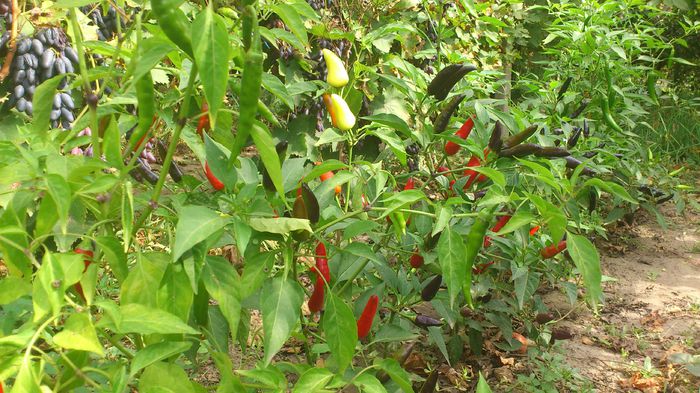 DSC_2087 - Ardei iuti