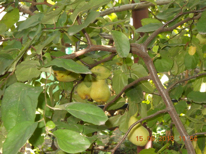 108 - FLORI DIN GRADINA MAMEI MELE