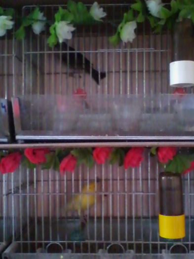 IMG_20130915_155932 - canari