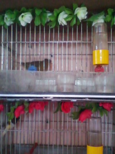 IMG_20130915_155946 - canari