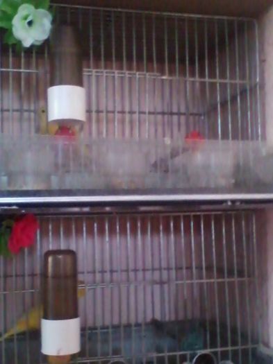 IMG_20130915_160001 - canari