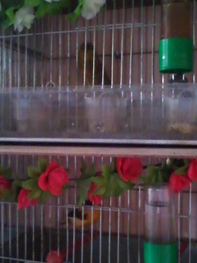 IMG_20130915_160034 - canari