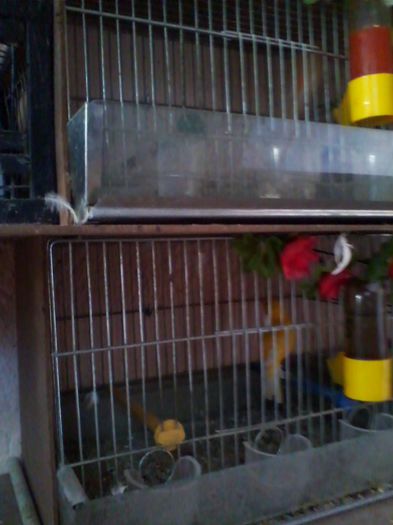 IMG_20130915_160051 - canari