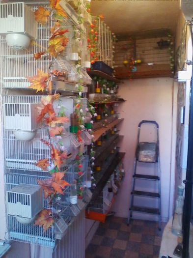 IMG_20130915_161346 - canari