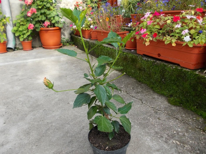 Hibiscus Galben - Flori cumparate de la Cluj