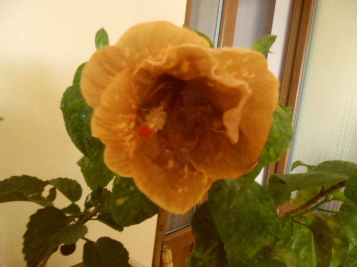 Missisipi Magic - Hibiscus 2013-3
