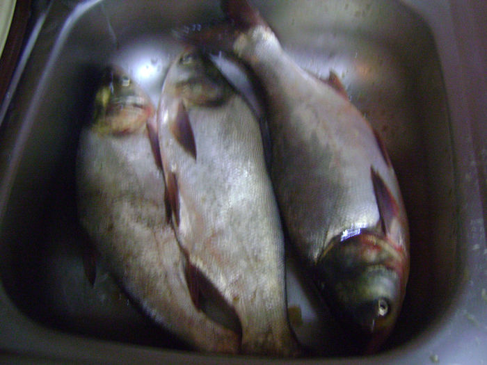 gurbanesti 15 09 2013  3,5 kg toti trei - la pescuit 2013