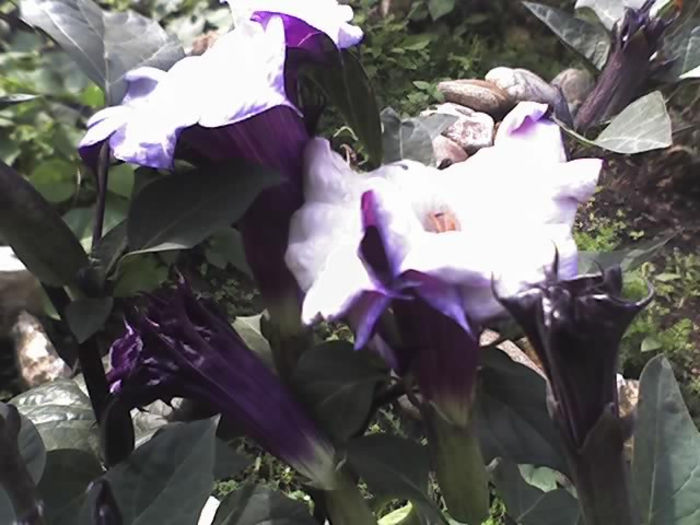 13-09-13_1001 - DATURA MOV