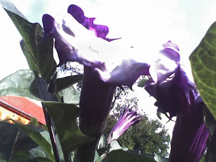 13-09-13_1004 - DATURA MOV