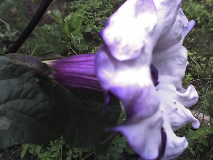 13-09-13_1241 - DATURA MOV