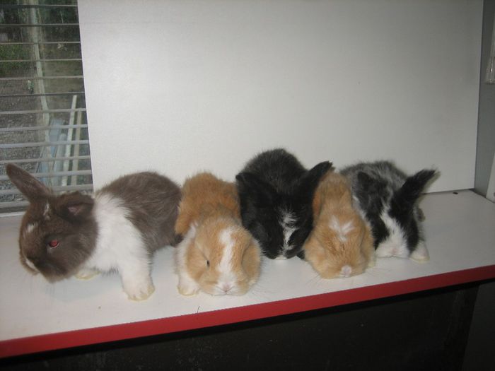 Angora Englez