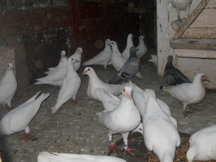 porumbei 008