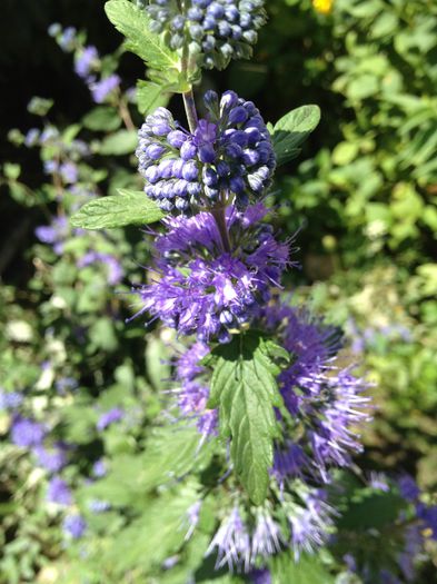 caryopteris grand bleu - plante de gradina