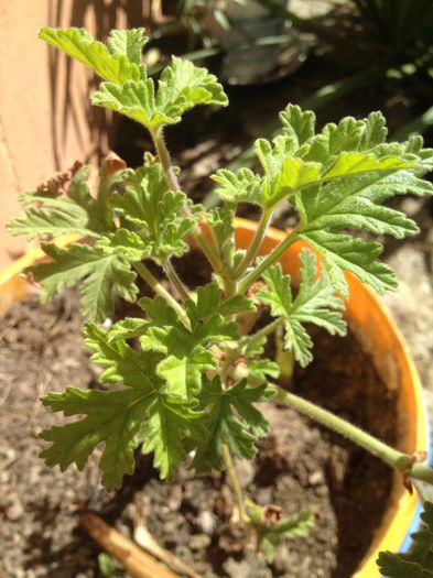 MUSCATA PARFUMATA - diverse plante de camera