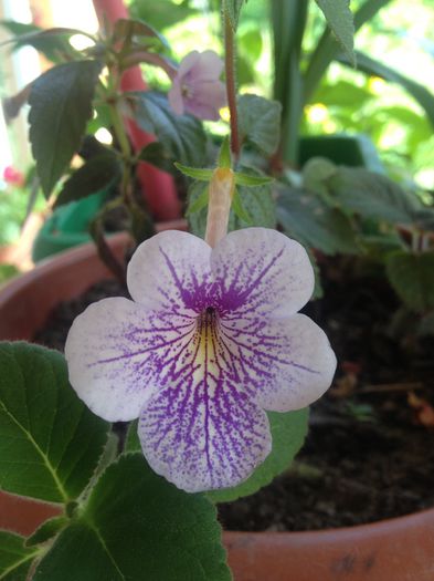 IMG_3476 - diverse plante de camera